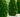 Wood thuja believe it? Why we're using Thuja in our Wood RFID Wristbands