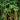 Eco friendly bamboo plants
