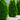 Thuja wood trees used to manufacture sustainable wood rfid wristbands