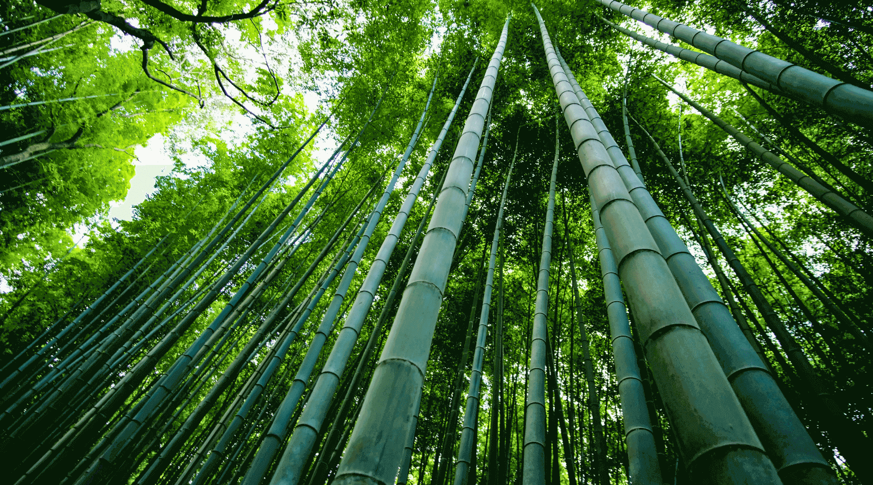 Why Bamboo is best from a Sustainability Perspective