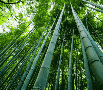 Why Bamboo is best from a Sustainability Perspective