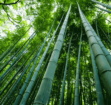 Why Bamboo is best from a Sustainability Perspective