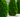 Wood thuja believe it? Why we're using Thuja in our Wood RFID Wristbands