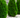Wood thuja believe it? Why we're using Thuja in our Wood RFID Wristbands