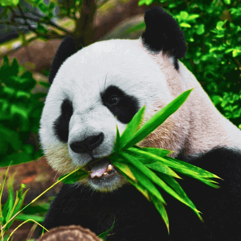 A Panda eating bamboo