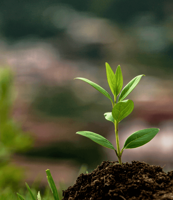 Green leaf in soil