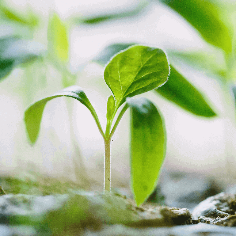 Green leaf in the ground